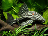 PLECO L190 3+ INCH